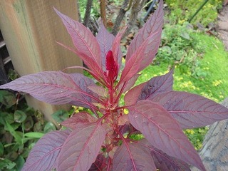 s-DSC07200 400.jpg