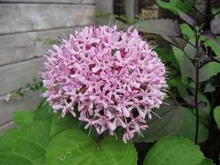 s-DSC07214 400.jpg