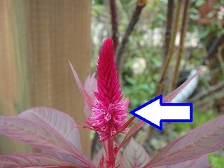 s-DSC07220 400.jpg