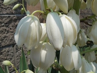 s-DSC07262 400.jpg